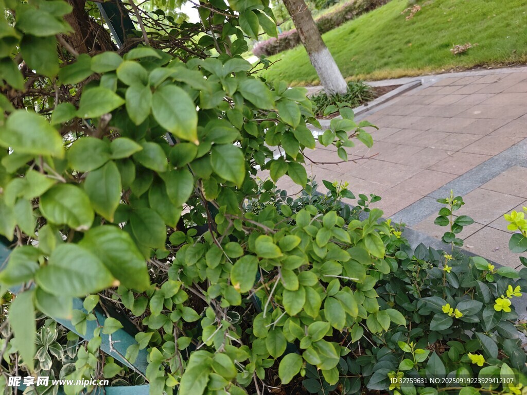 路边繁茂绿植景观