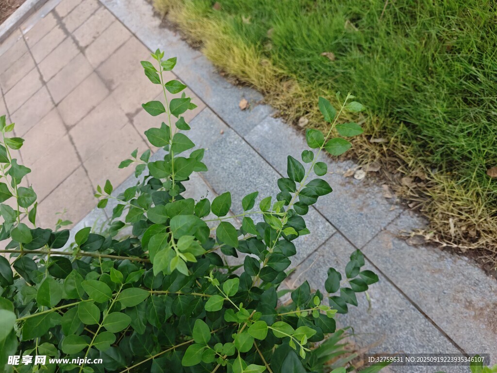 路边绿植生机盎然