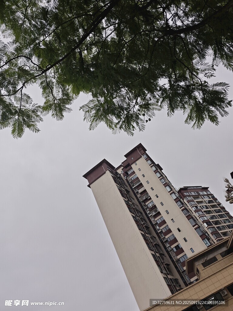 高层住宅楼与枝叶景观