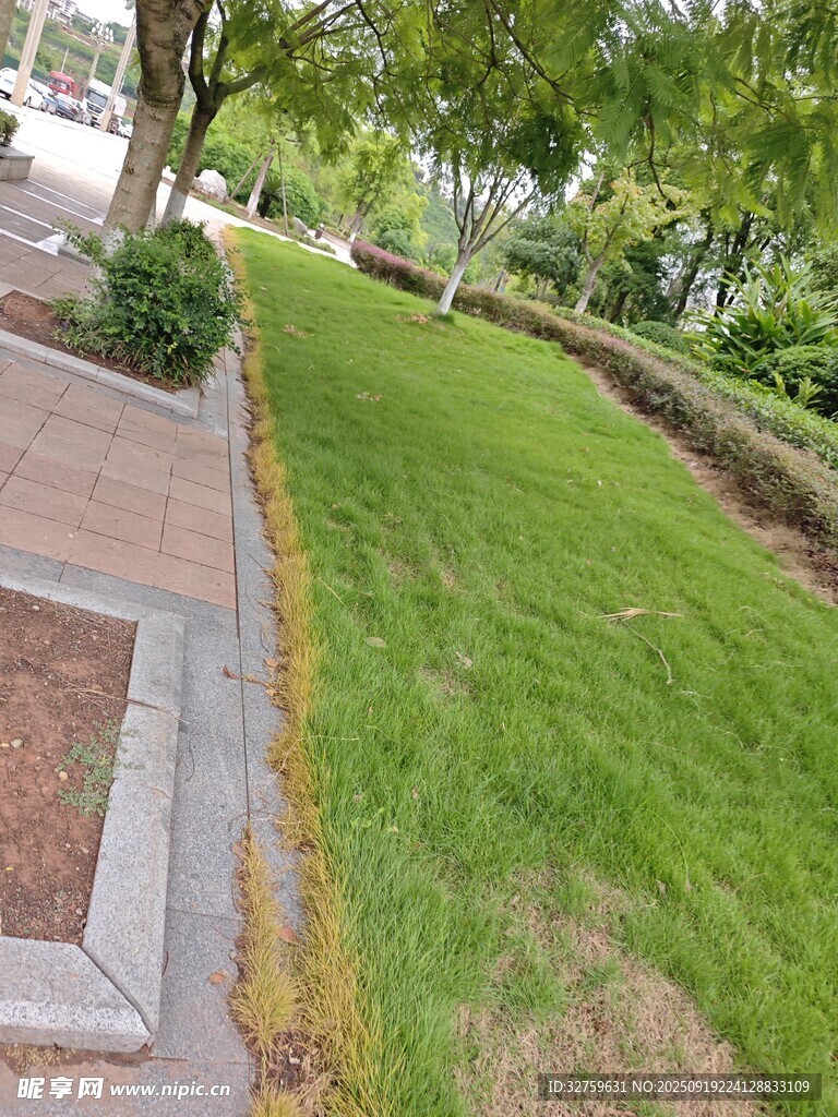 路边翠绿草坪景观