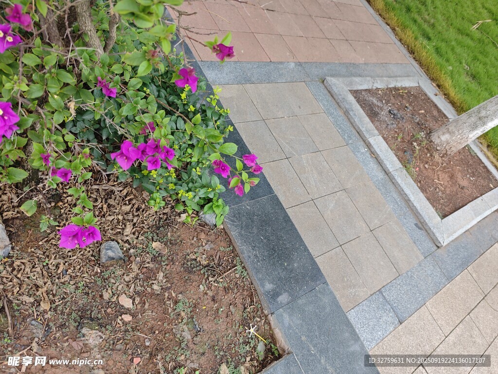 路边绽放的紫色花卉景观