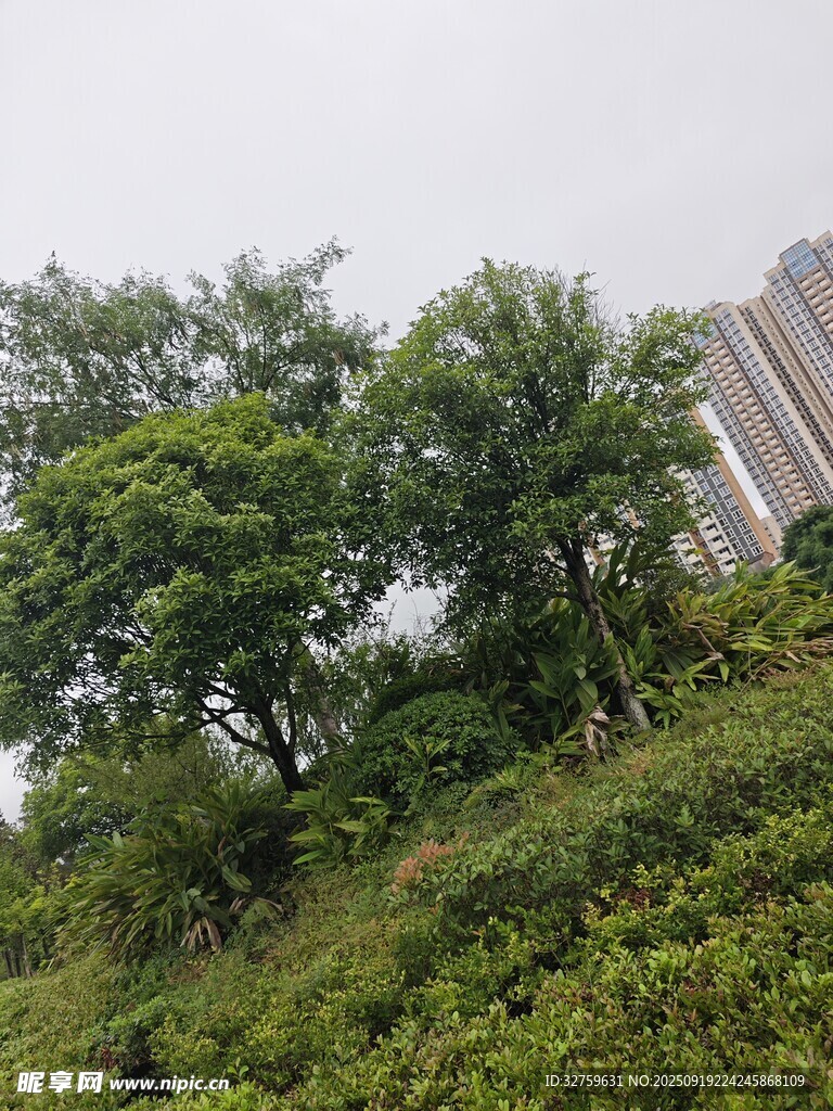 绿树掩映下的高楼