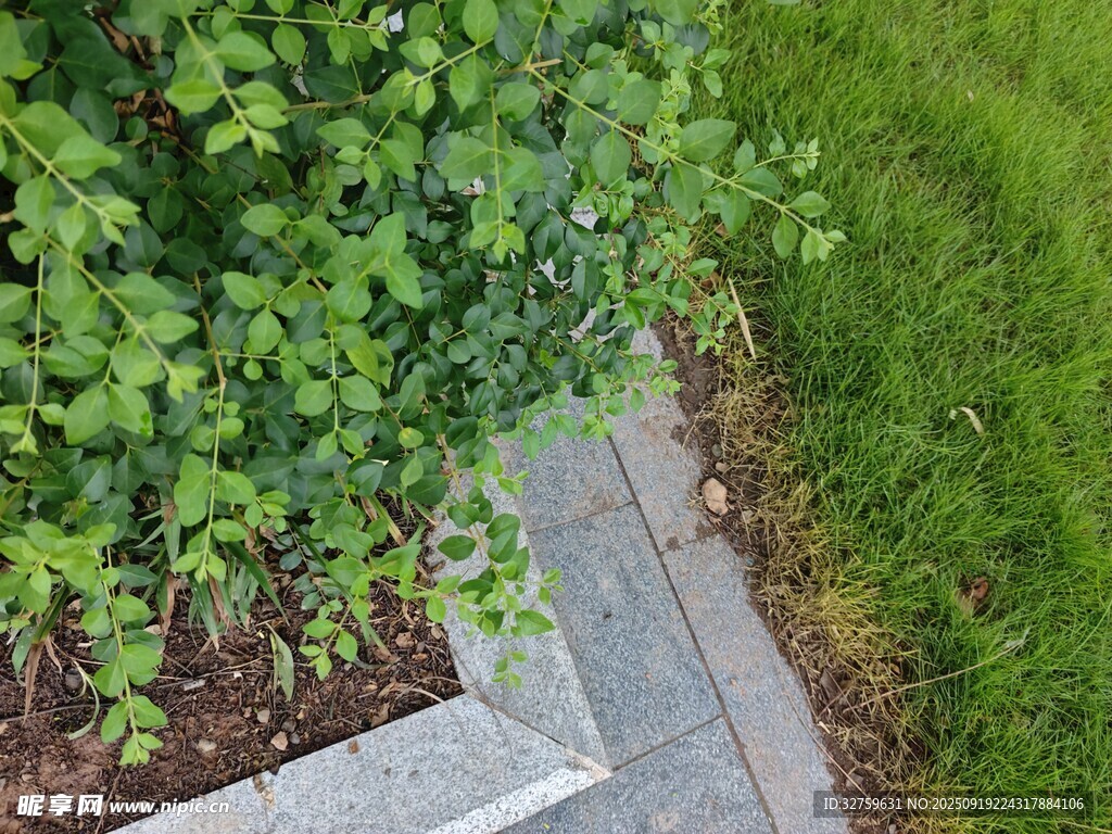 石边绿植景观