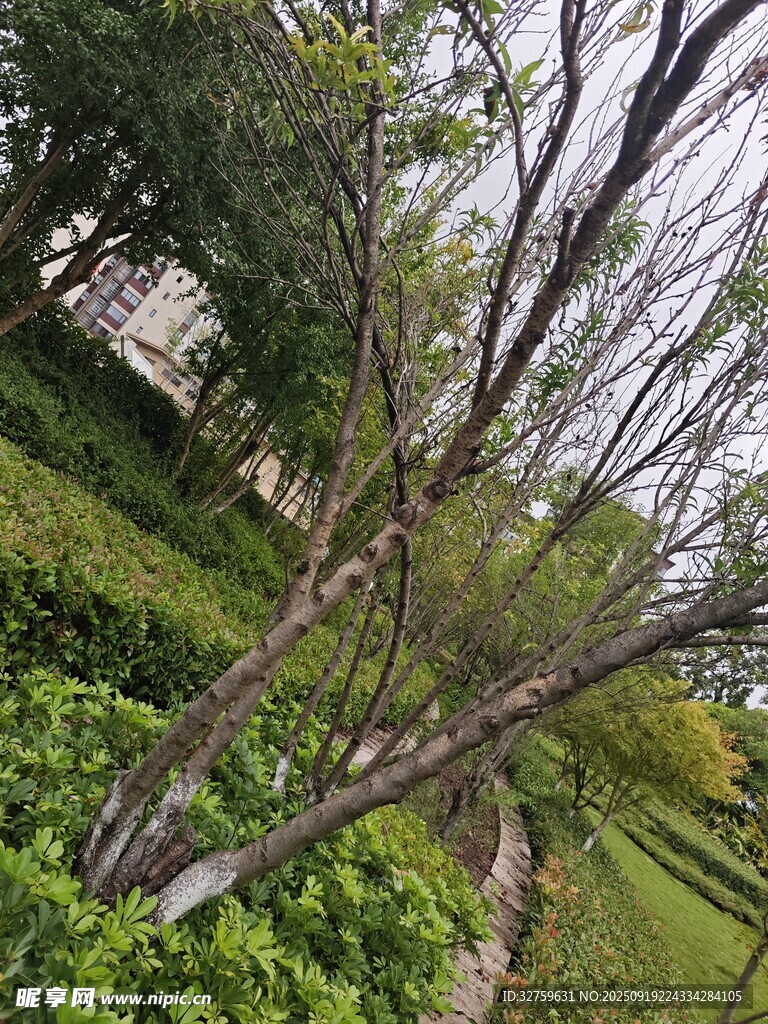 园林中繁茂的树木与绿植