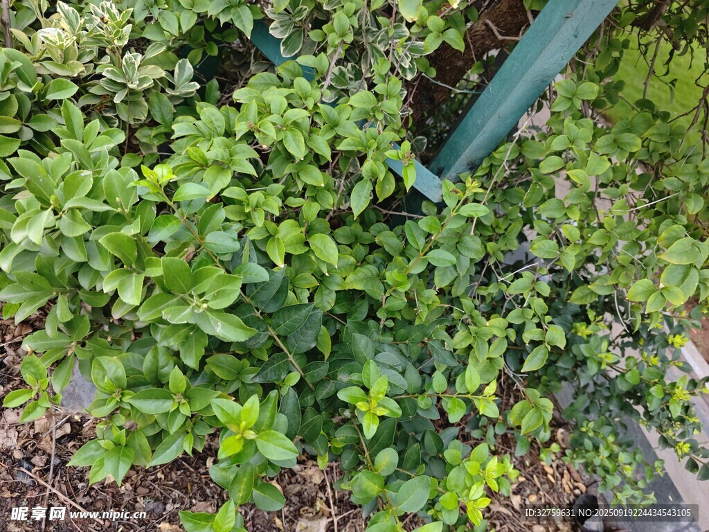 绿叶繁茂的植物景观