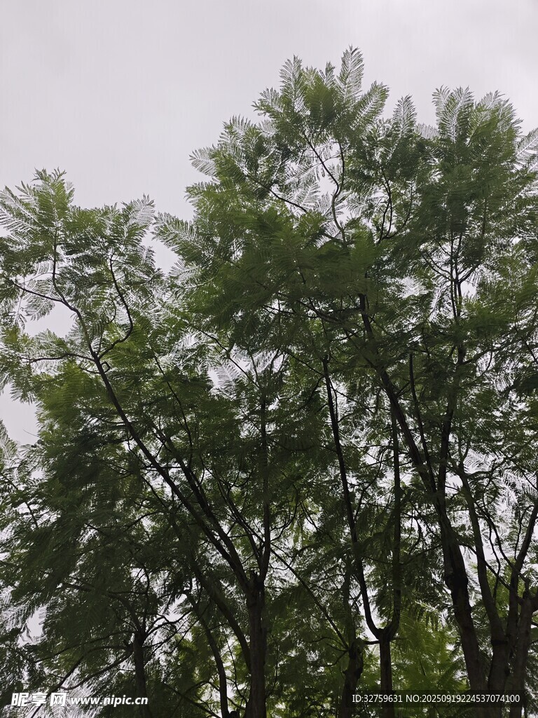 茂密绿树展现自然生机