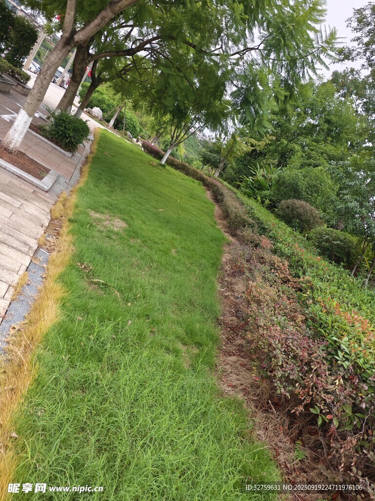 路边绿意盎然的草坪与灌木