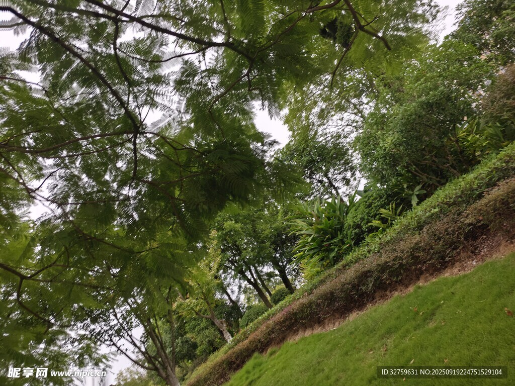绿意盎然的林间草地