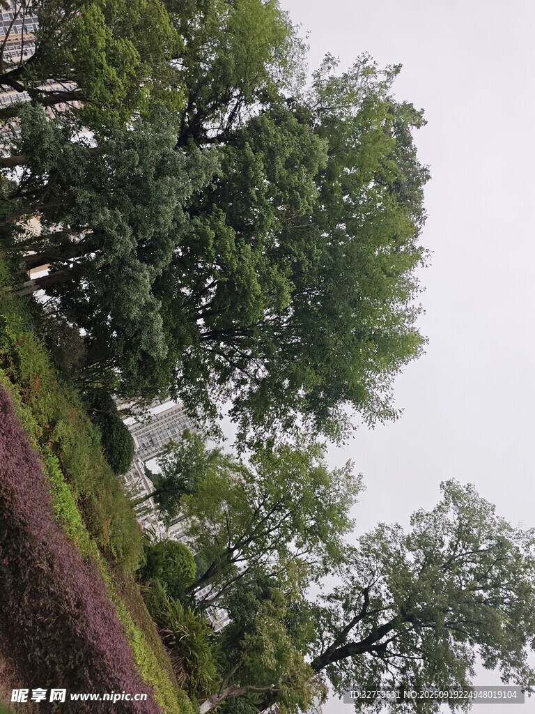 林间绿意风景