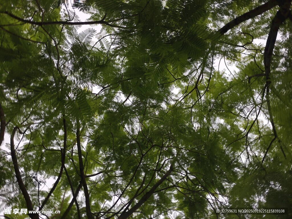 仰视茂密枝叶