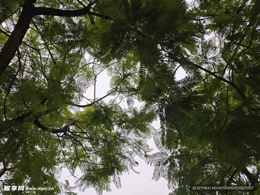 仰视茂密翠绿的树冠