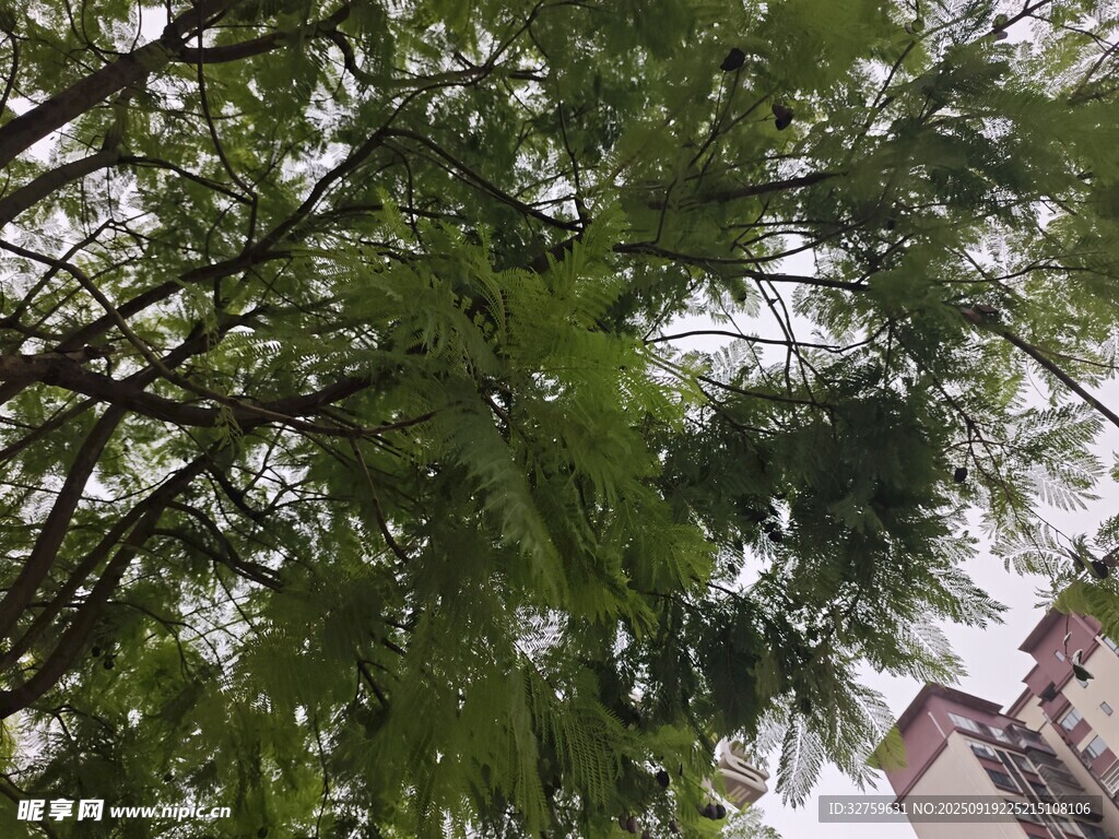 繁茂绿树与背景建筑景观