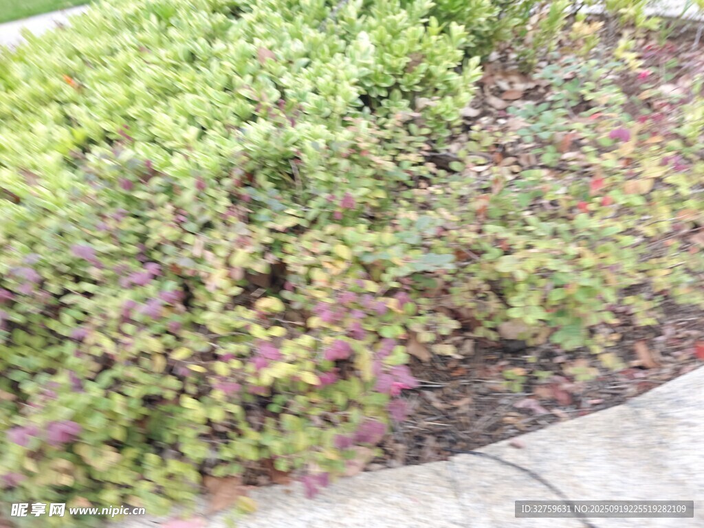 路边多彩绿植景观