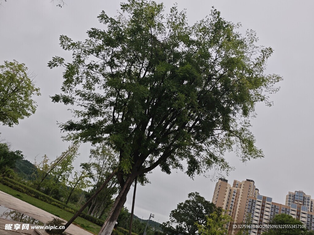 城市中挺拔的绿树