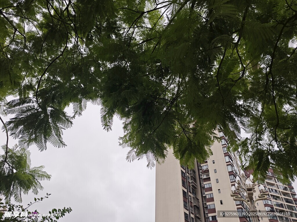 绿树掩映下的高楼