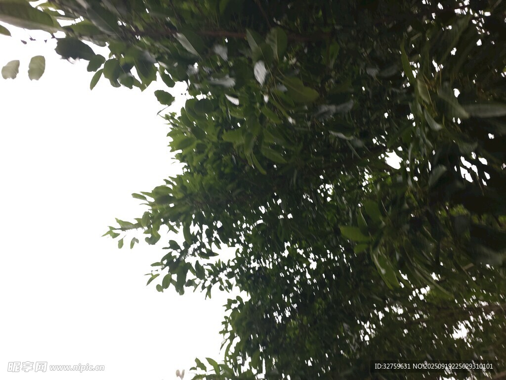 仰视繁茂绿树树冠