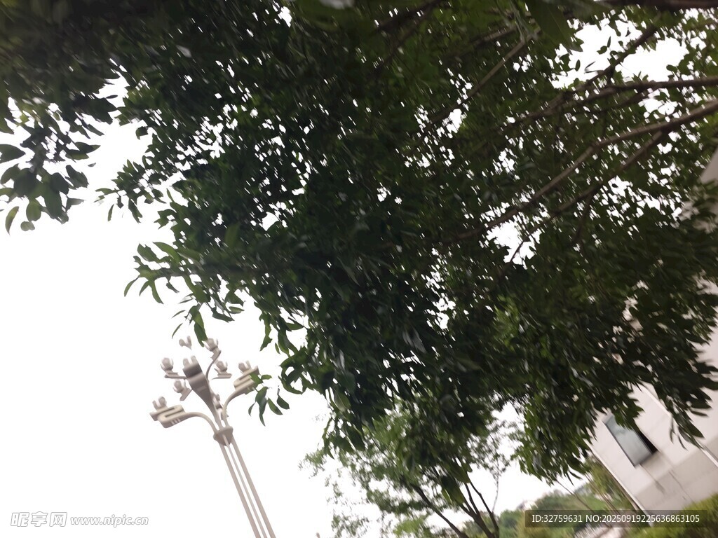 仰视视角下的繁茂绿树
