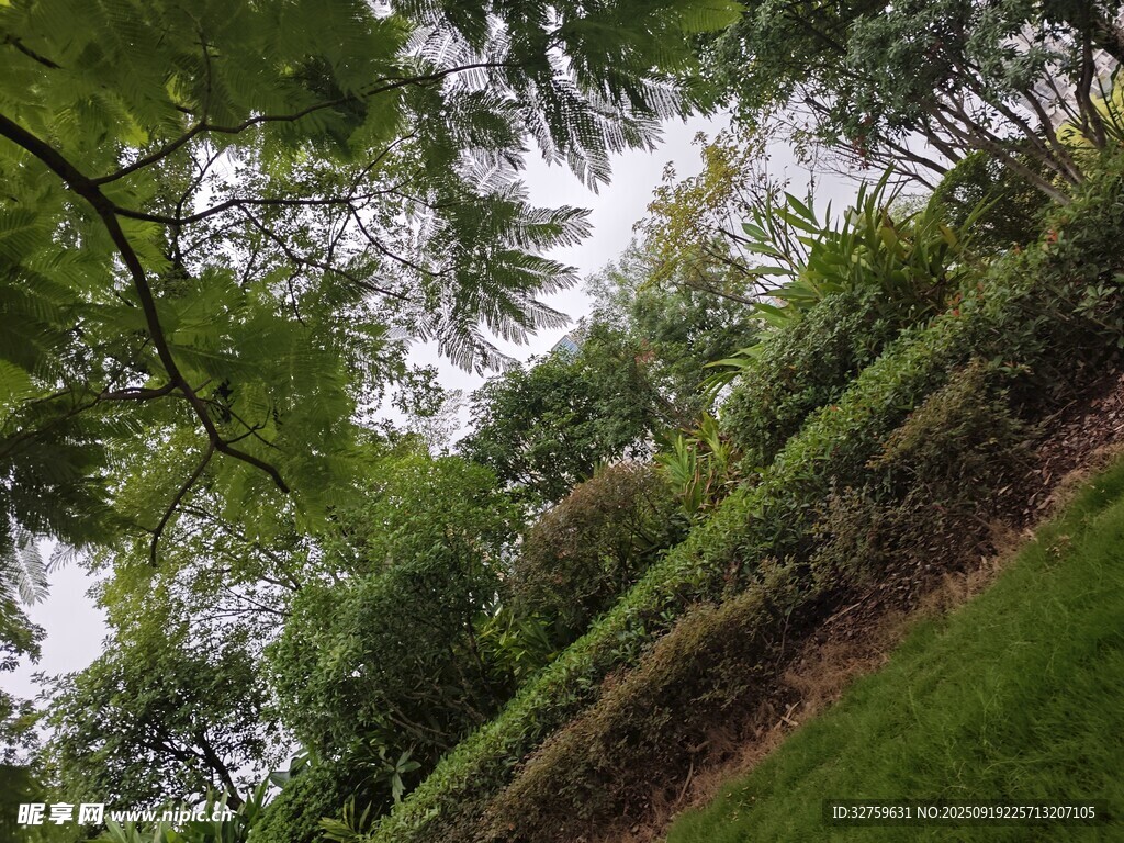 绿意盎然的山坡树林景观