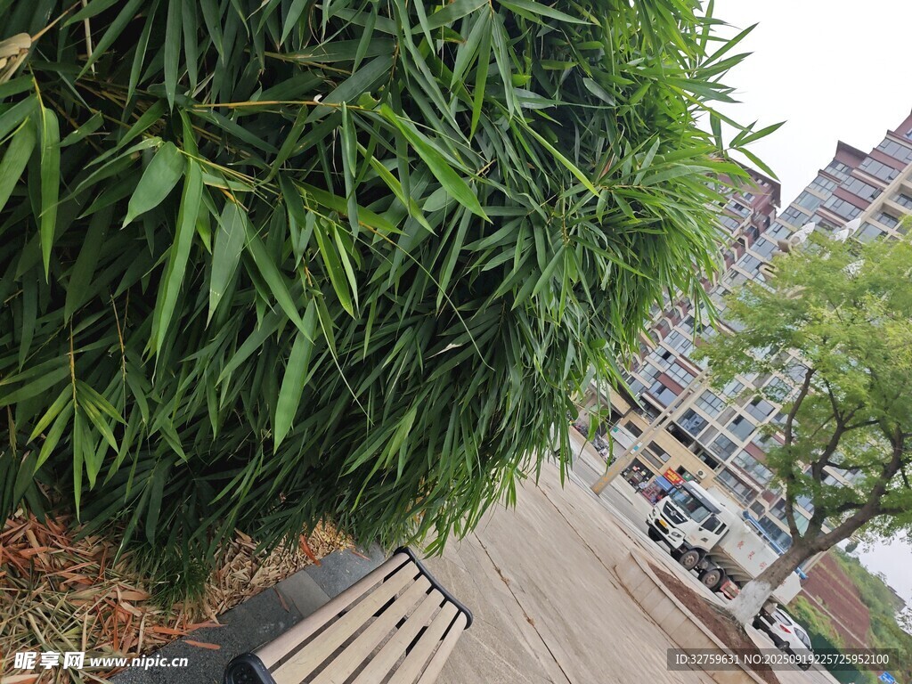 路边翠绿竹林景观