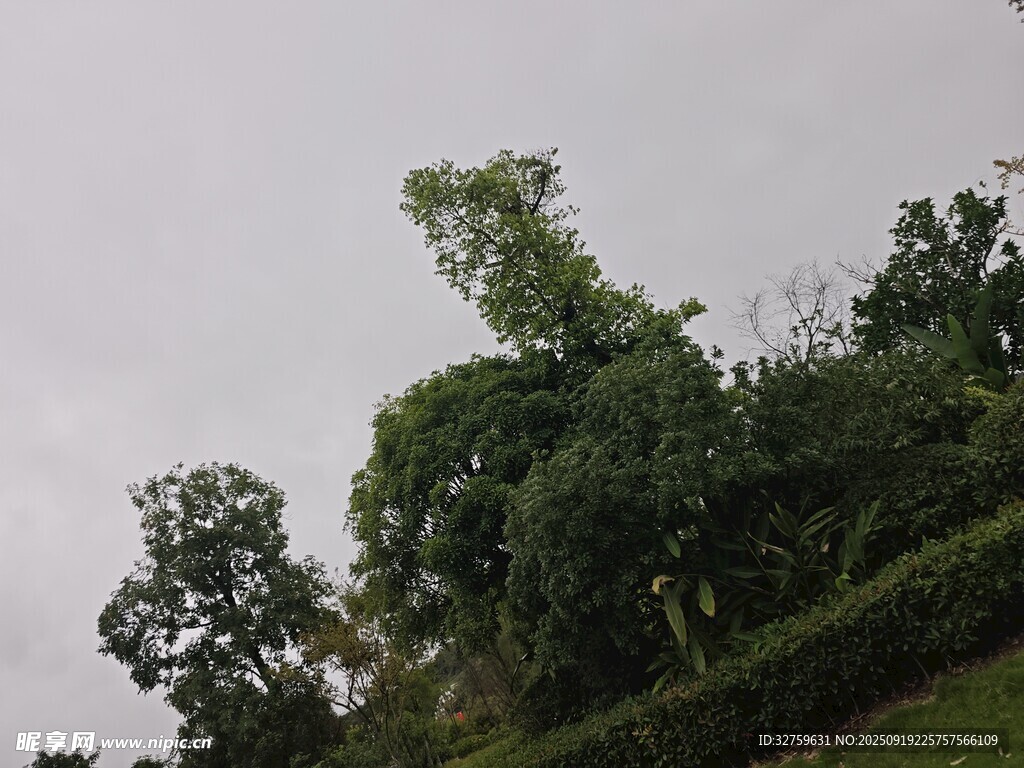绿意盎然的树林景观