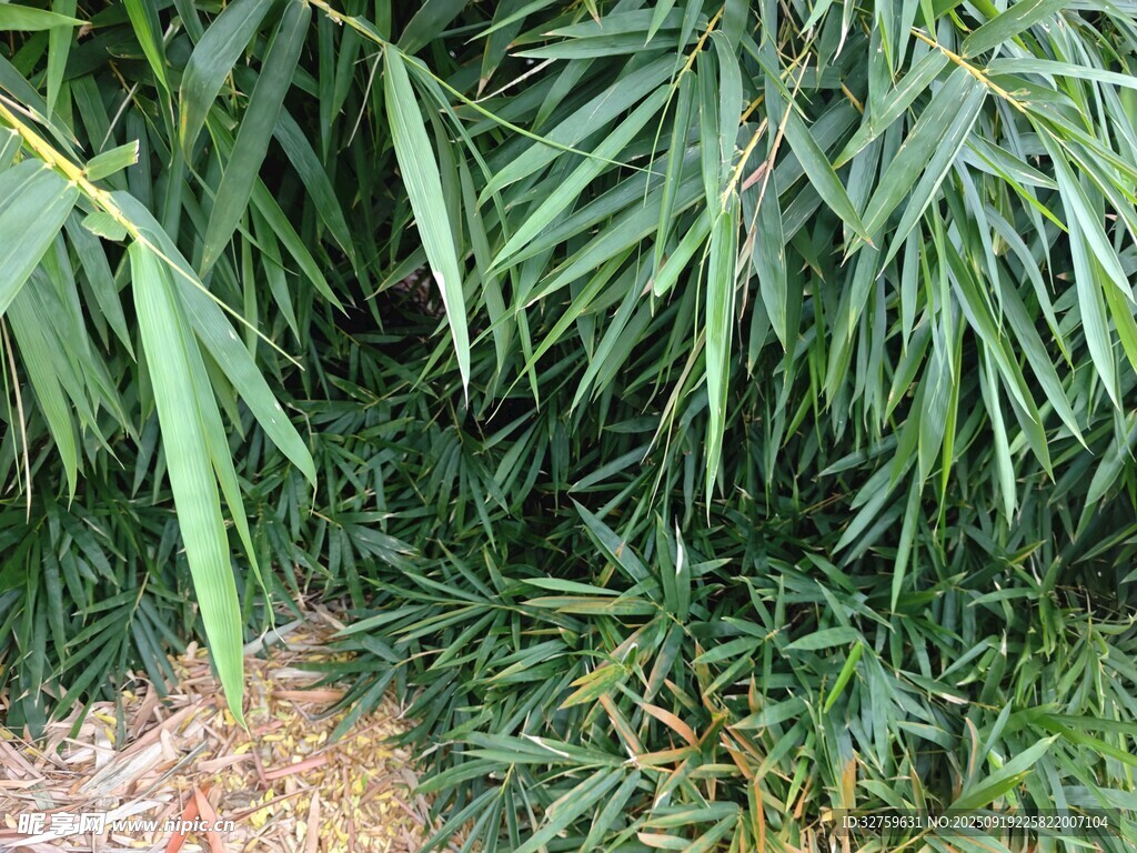 翠绿竹林景致