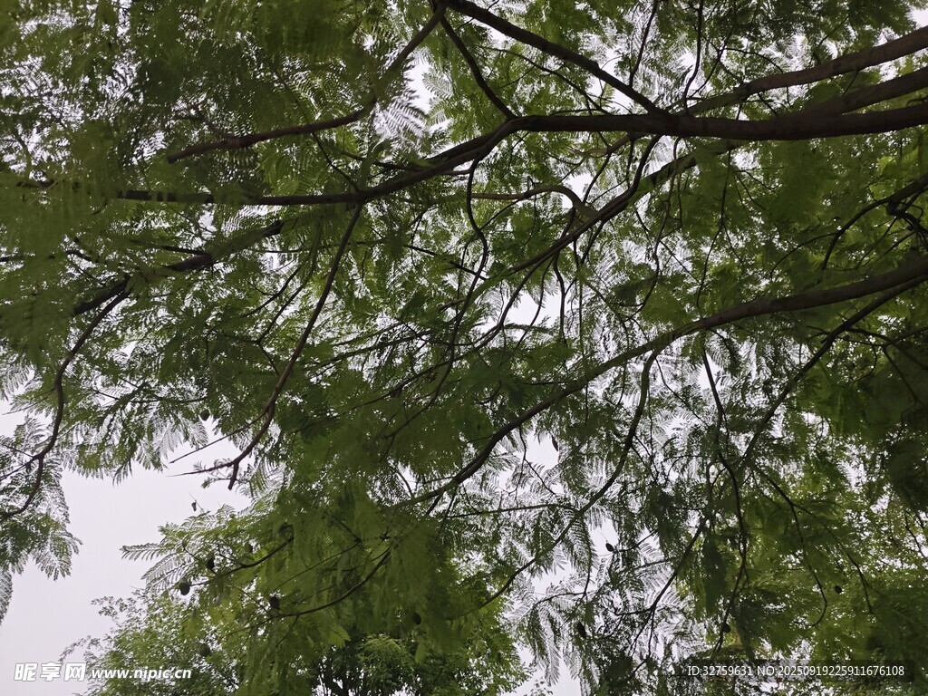 仰视繁茂树枝绿叶