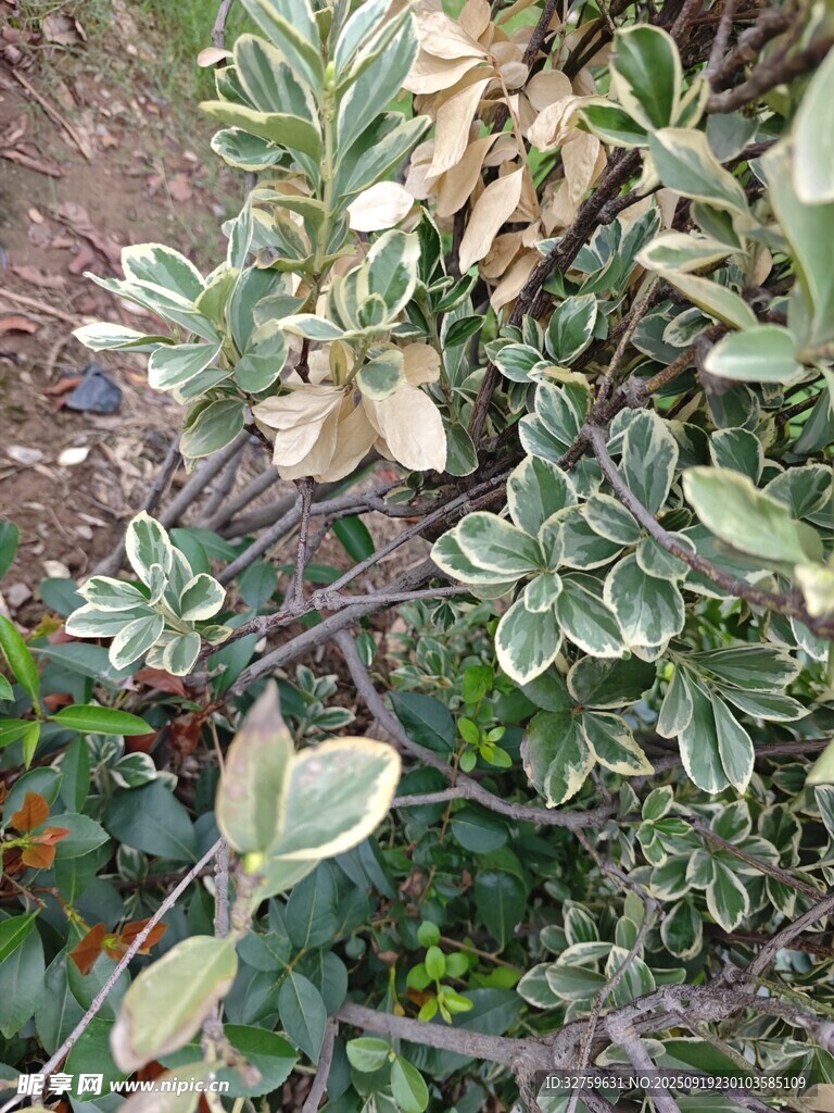 银边绿叶植物特写