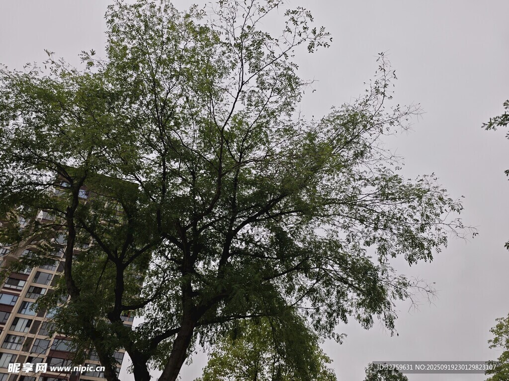 户外茂盛大树景观