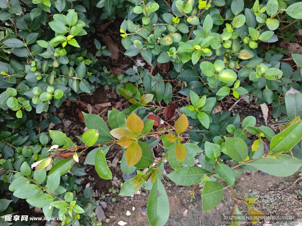 绿叶植物特写