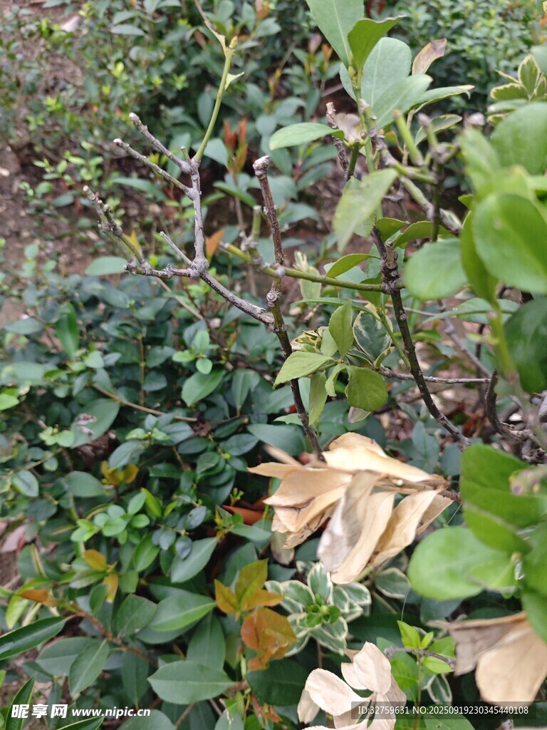秋日植物景象