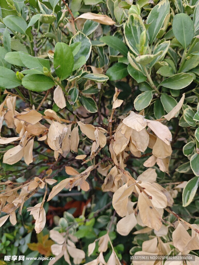 叶片枯黄的绿植景象