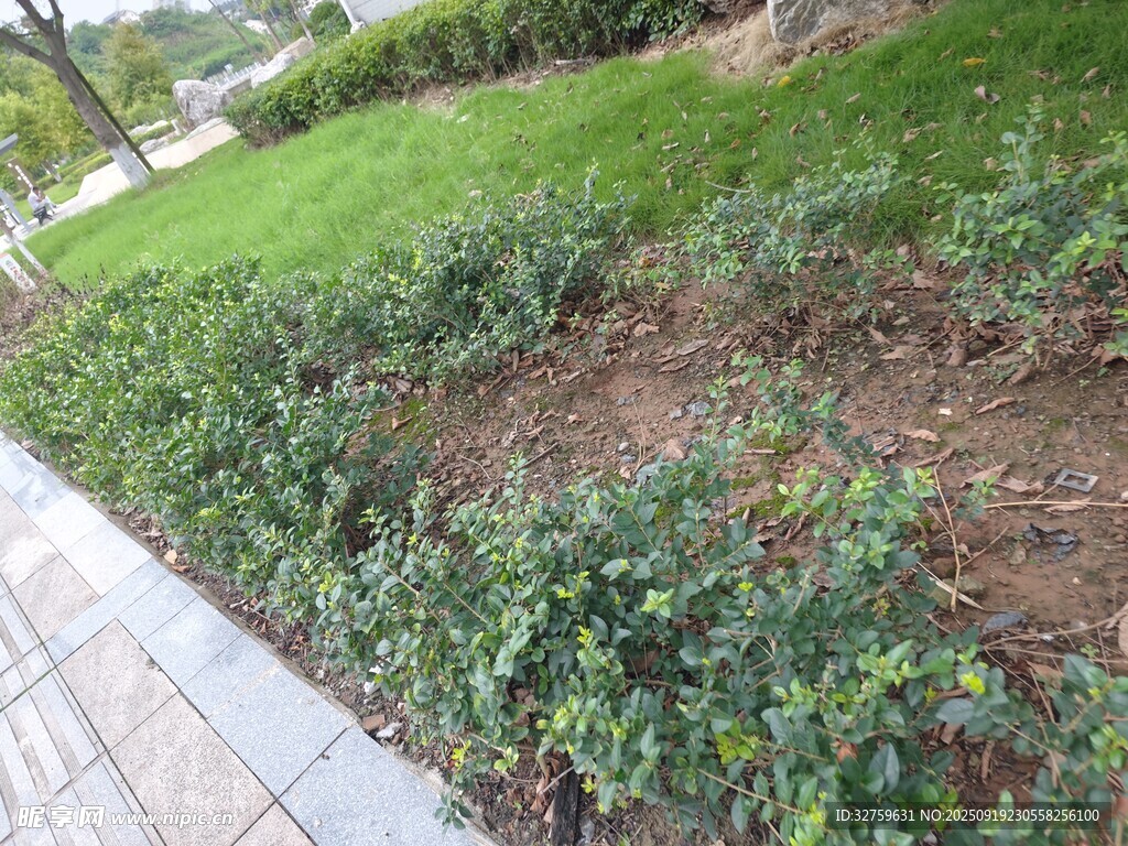 路边绿植景观