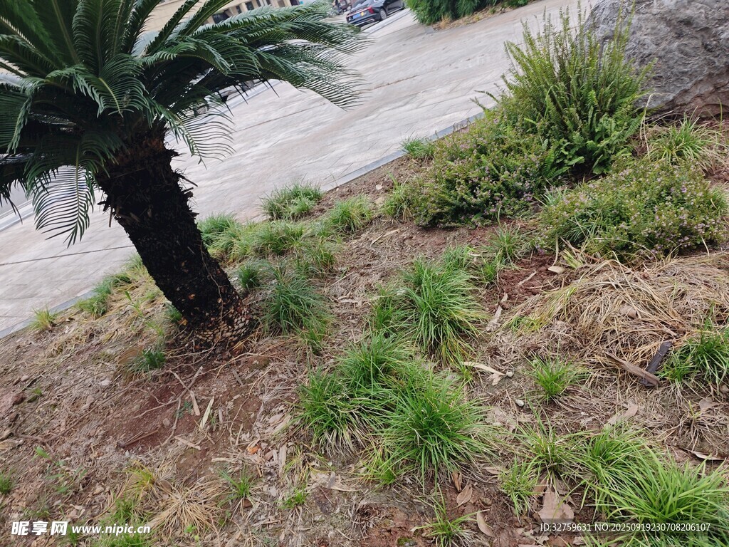 户外草地旁的棕榈树