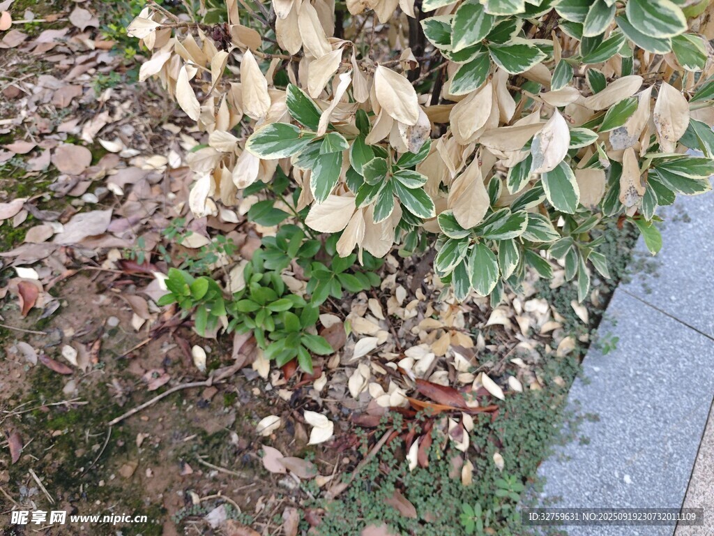 路边枯黄植物景象