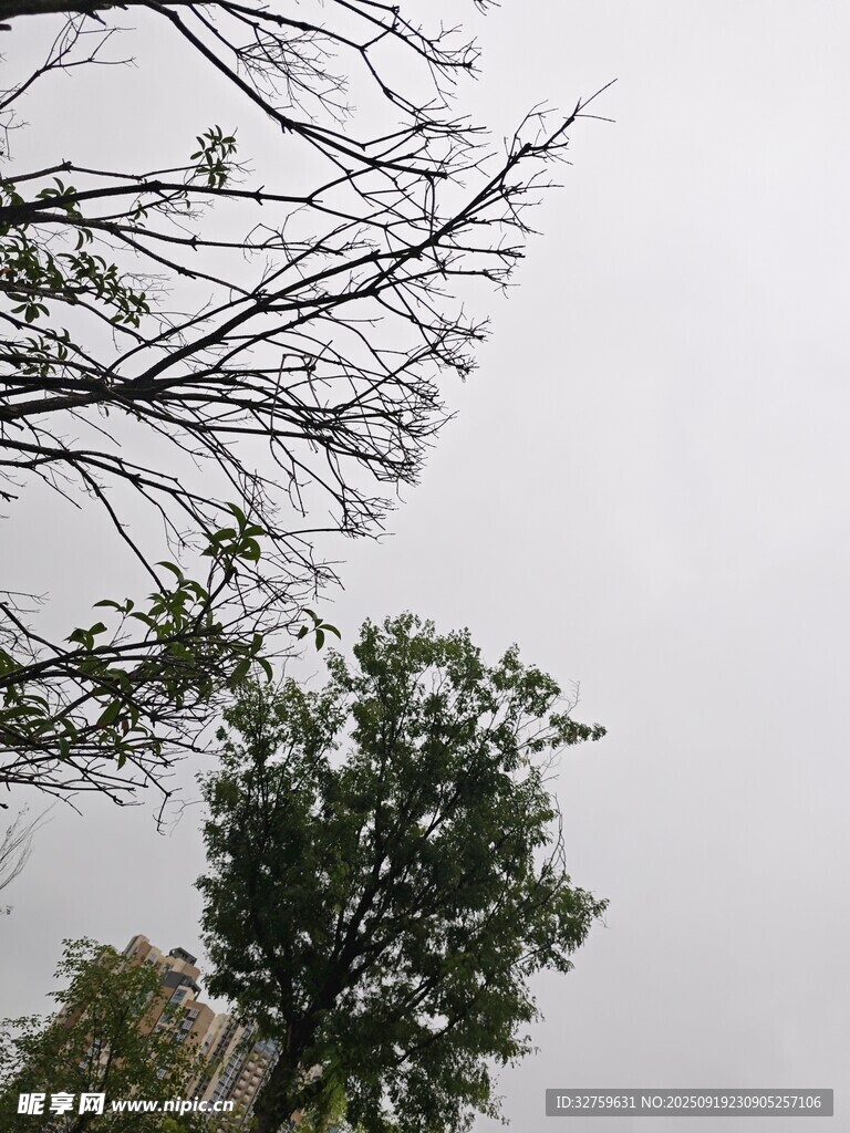 枯树与绿树对比景象