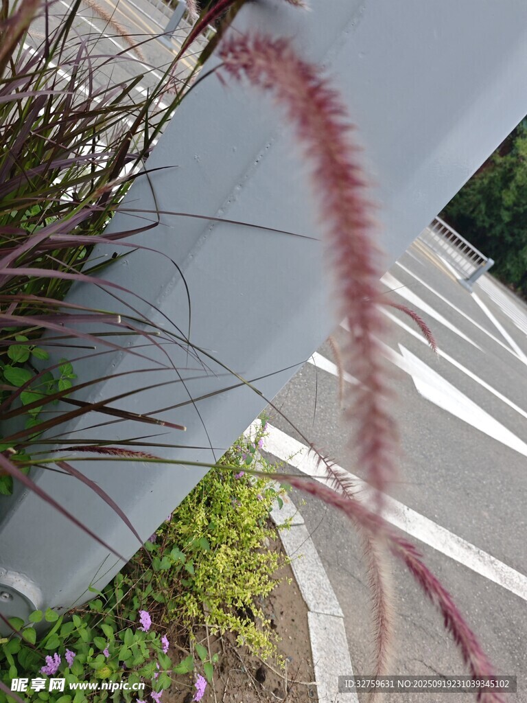 弯曲的红色狗尾巴草