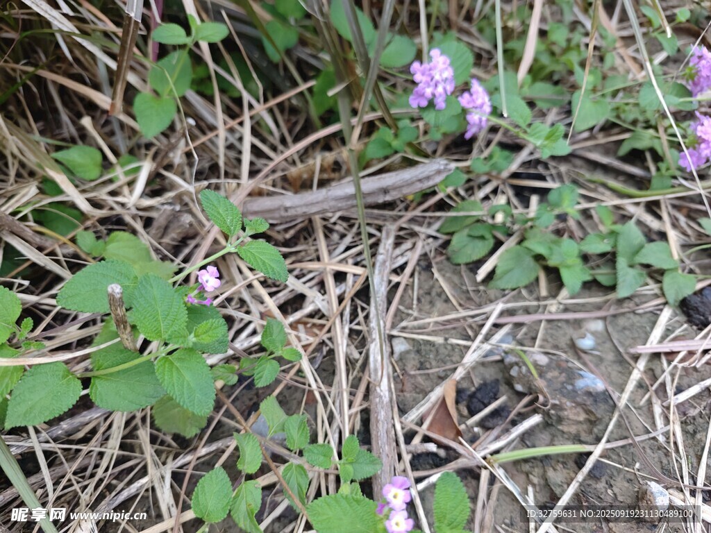 草丛中的蛇与紫色小花