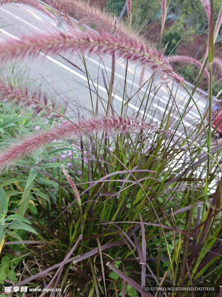 粉穗芒草特写