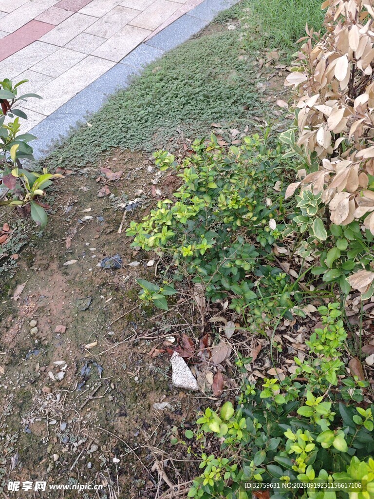 路边绿植旁的散落垃圾