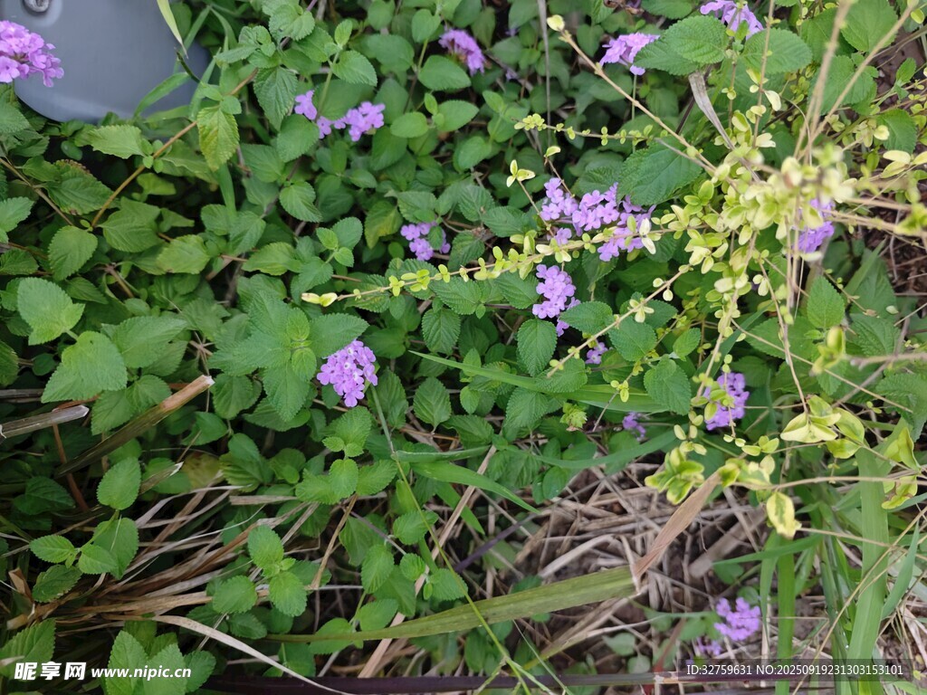 紫色小花点缀绿色植物