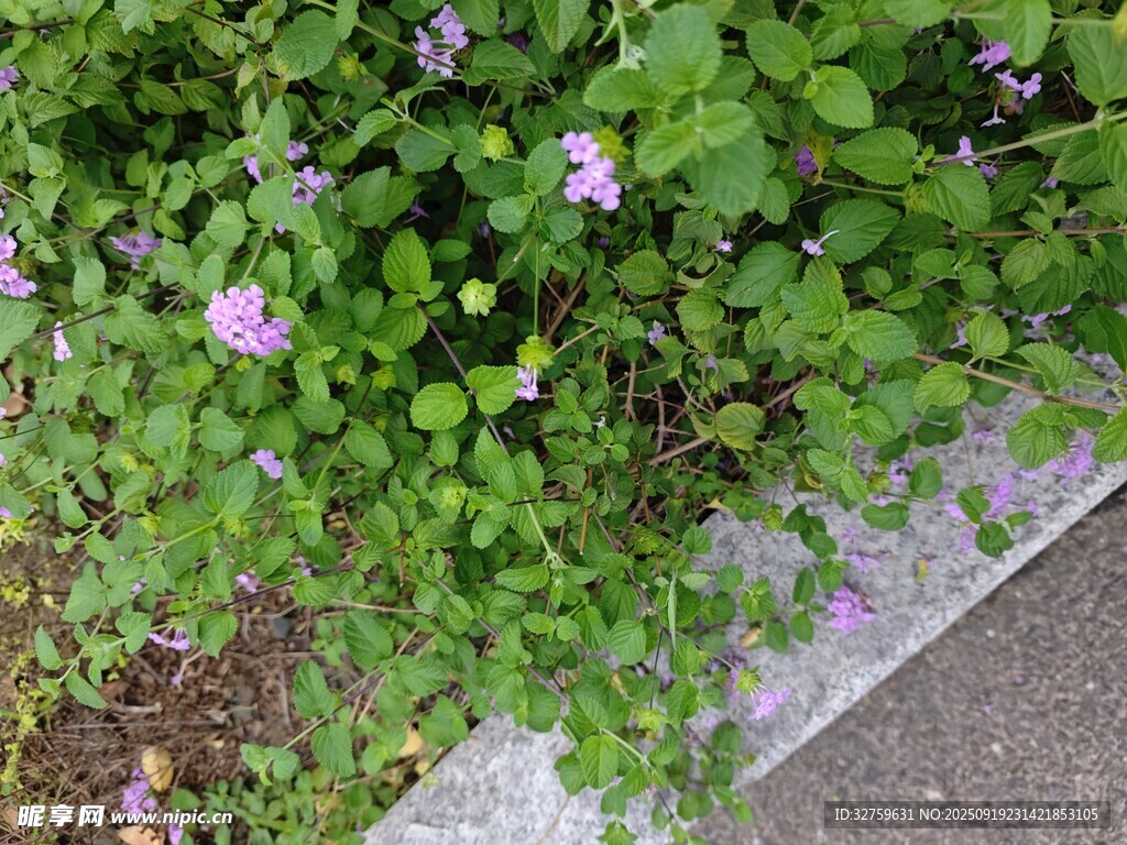 路边绽放的紫色小花