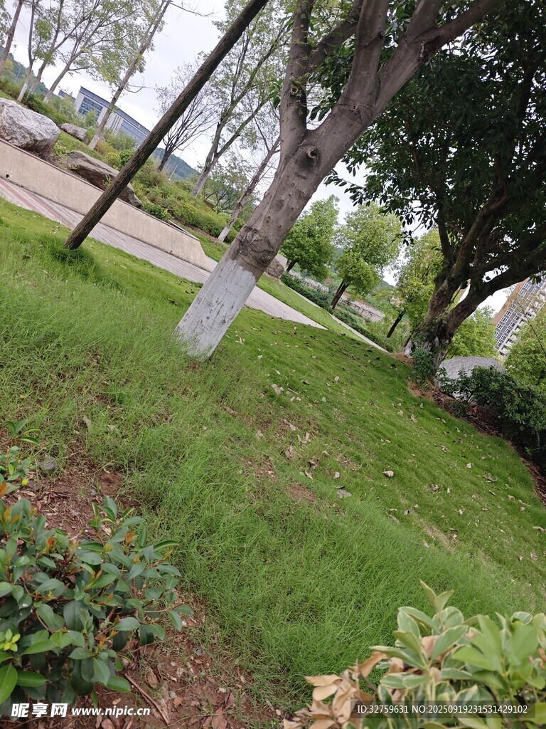 城市公园绿意盎然的草地
