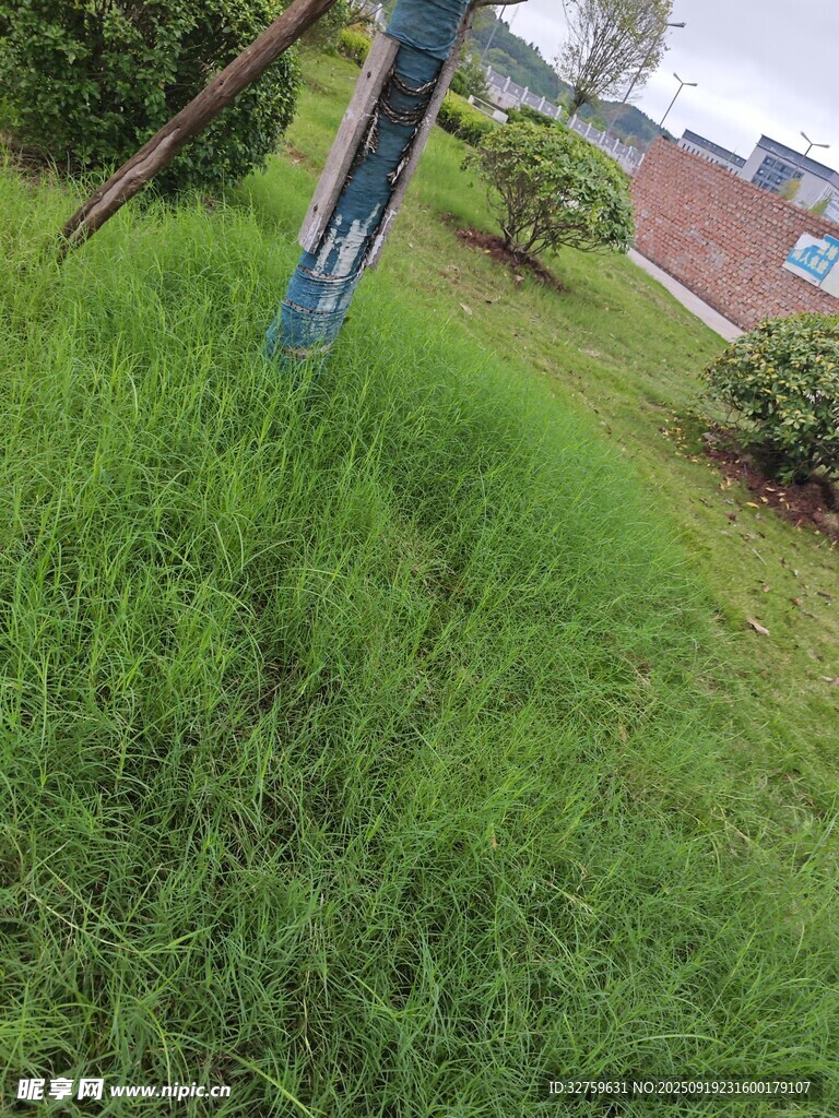 户外草地中的蓝色物体