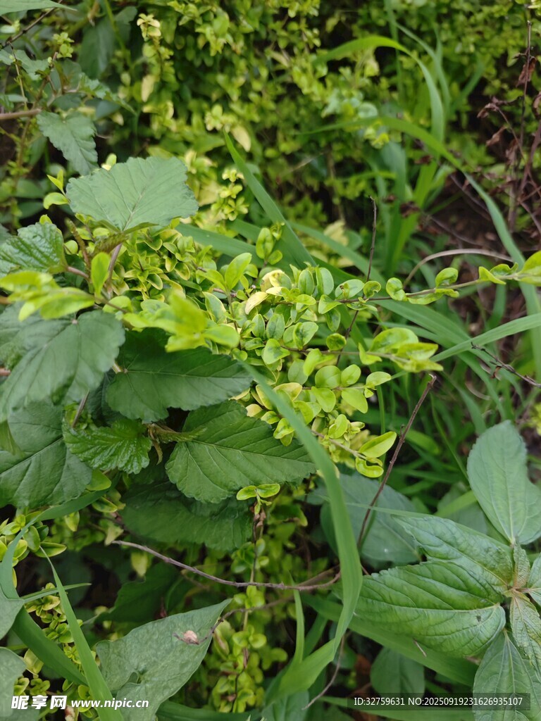 翠绿繁茂的植物景观