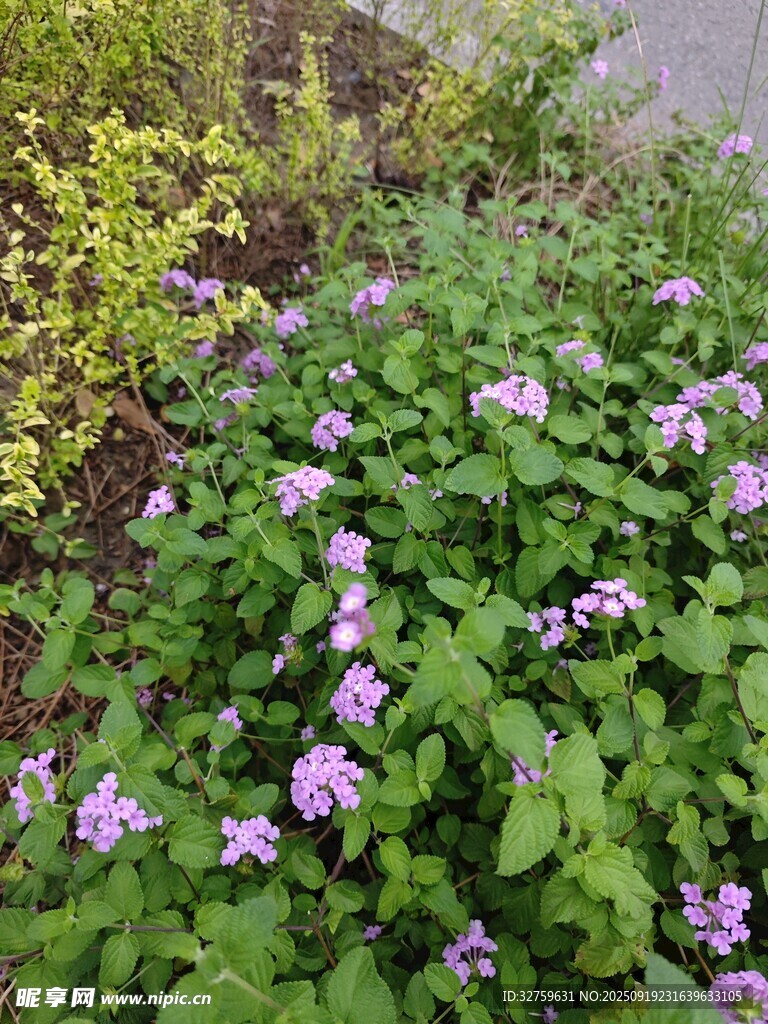 紫色小花丛