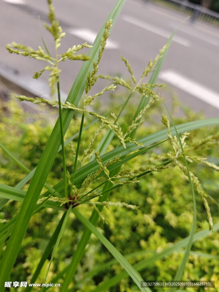 路边绿色野草特写