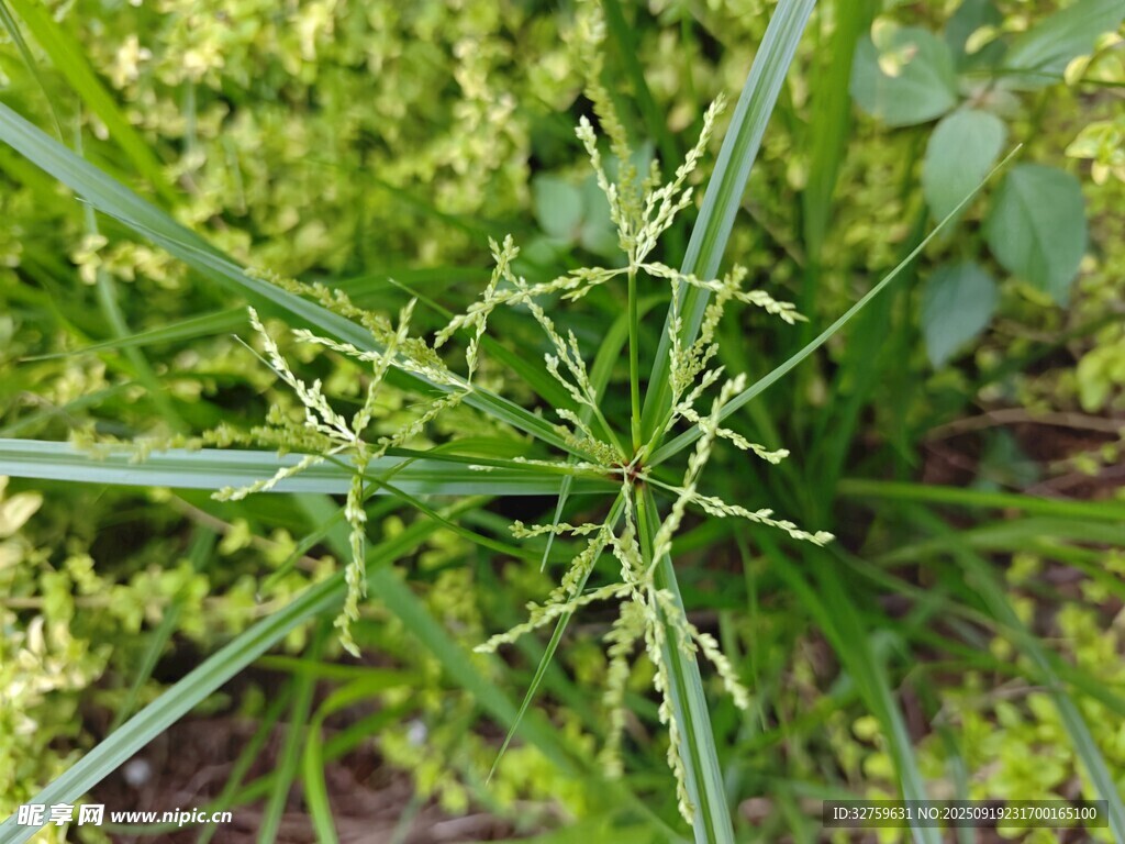 嫩绿植物特写