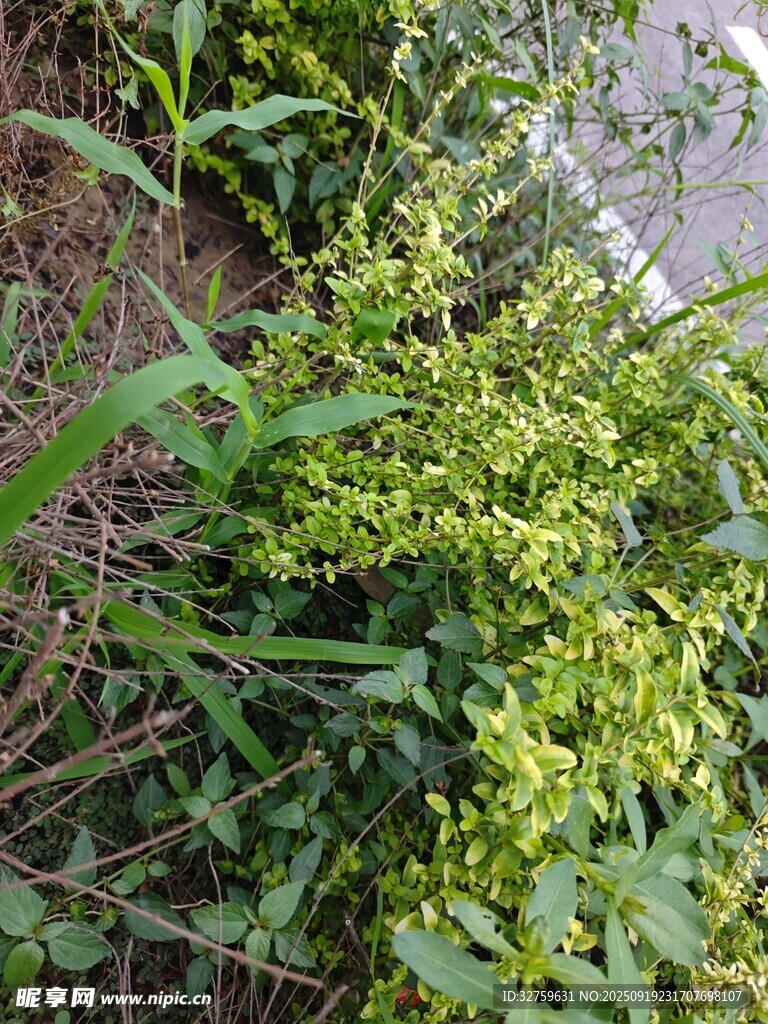 绿叶繁茂的植物景象