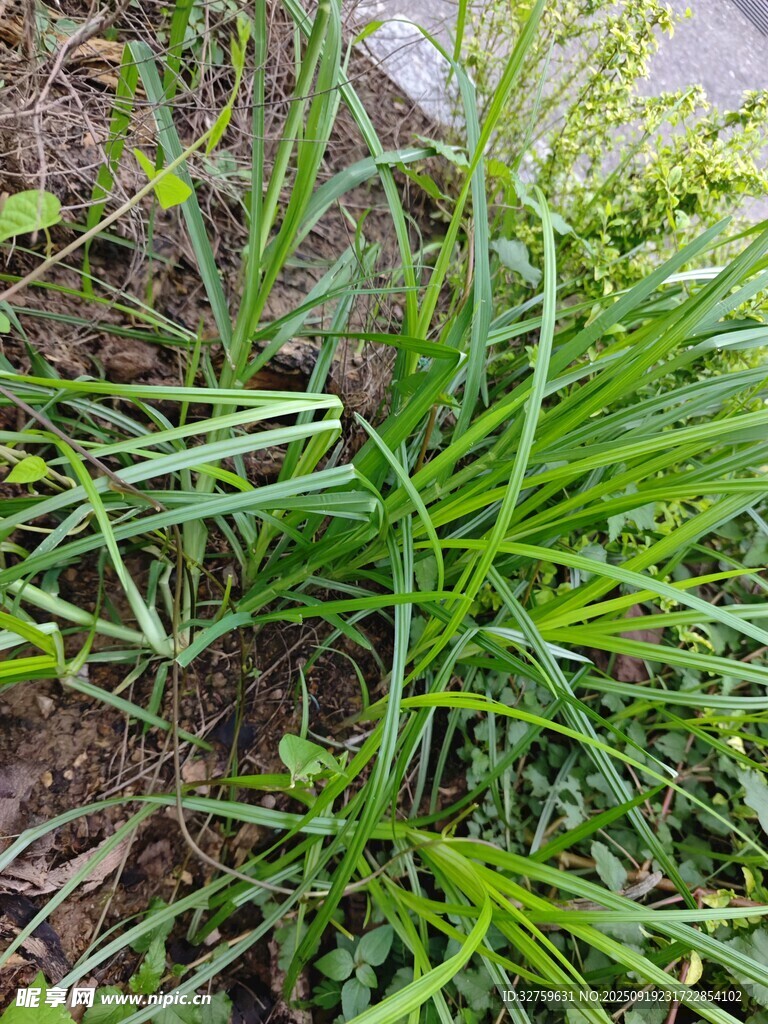 野外生长的葱类植物