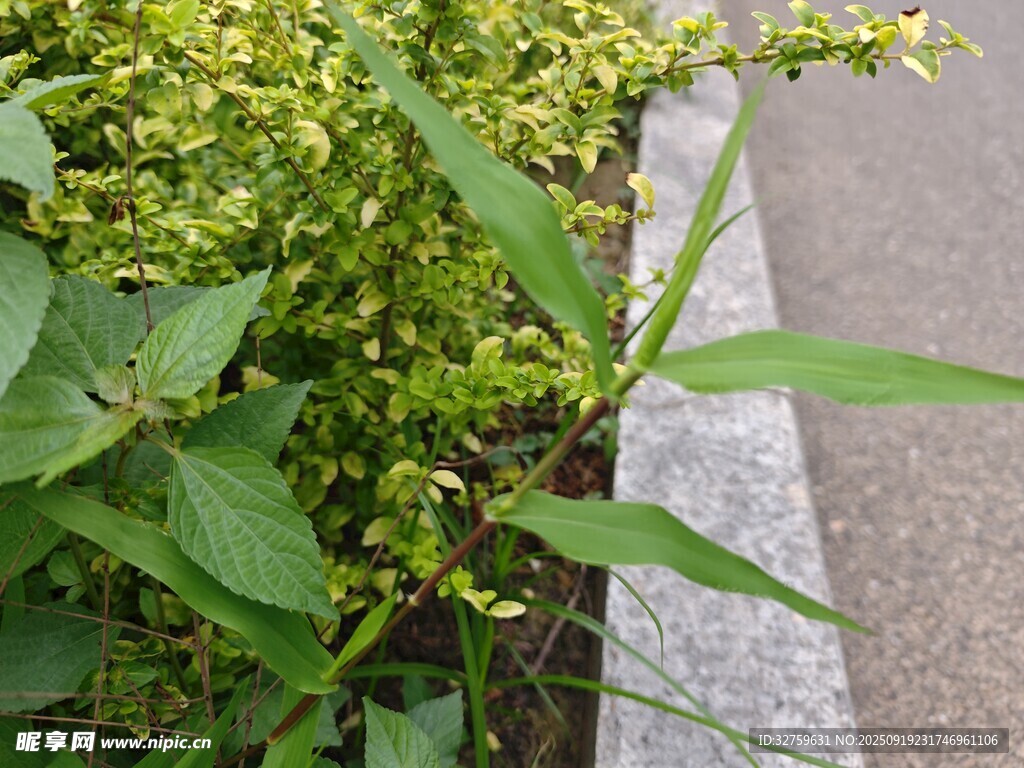 路边绿植景观